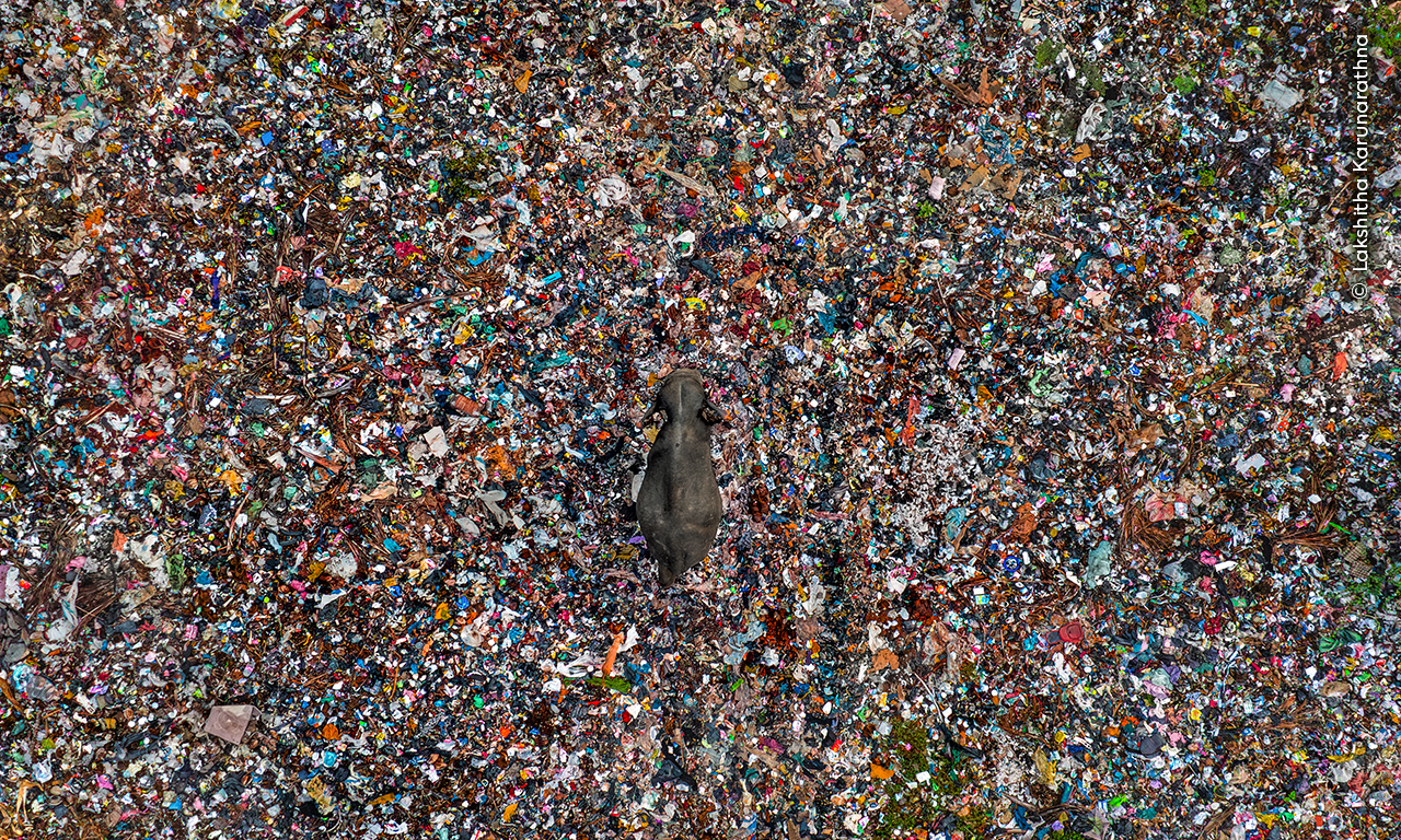 a solitary Asian elephant navigating a waste disposal site in Sri Lanka.